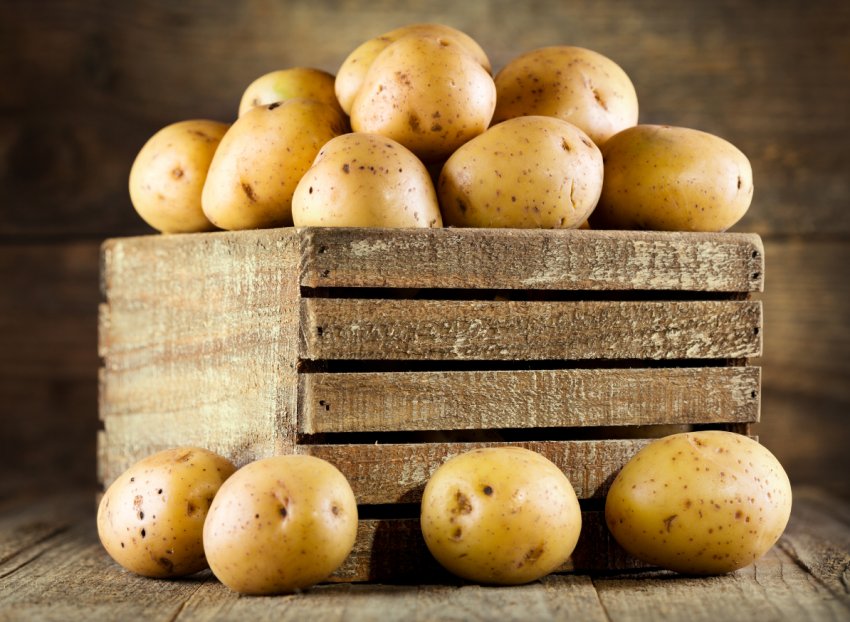 Юні амурські аграрії борються за тонни елітного насіння картоплі Юні амурські аграрії борються за тонни елітного насіння картоплі