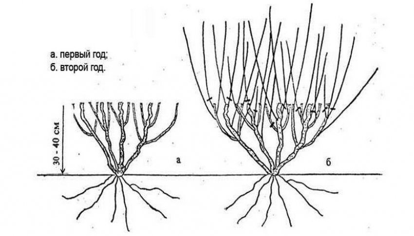 Обрізка жимолості Обрізка жимолості