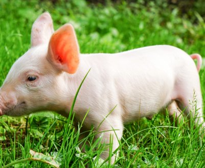 Ціни на свиней у ЄС залишаються стабільними