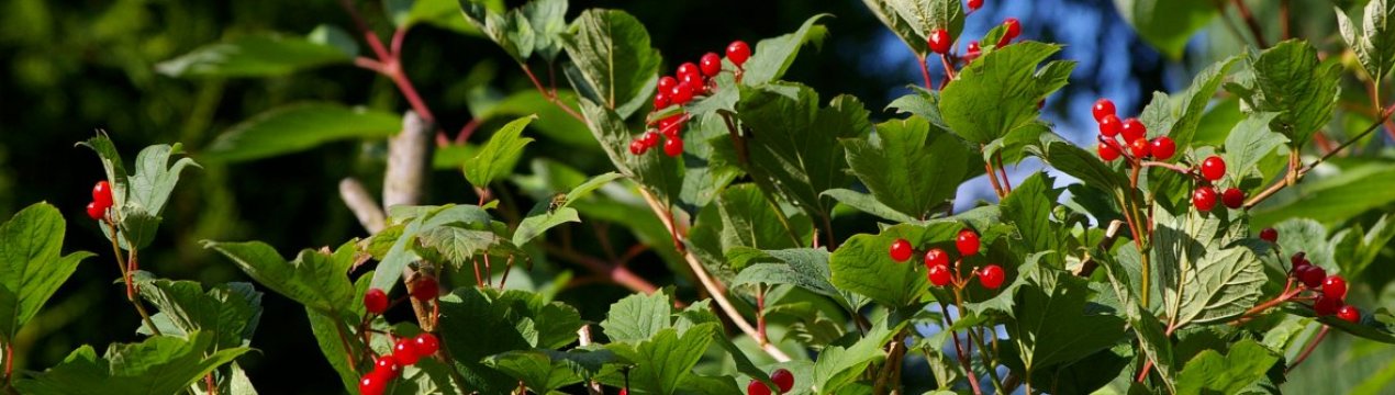 Як посадити калину навесні