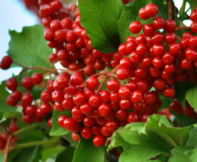 Вирощування і догляд за калиною