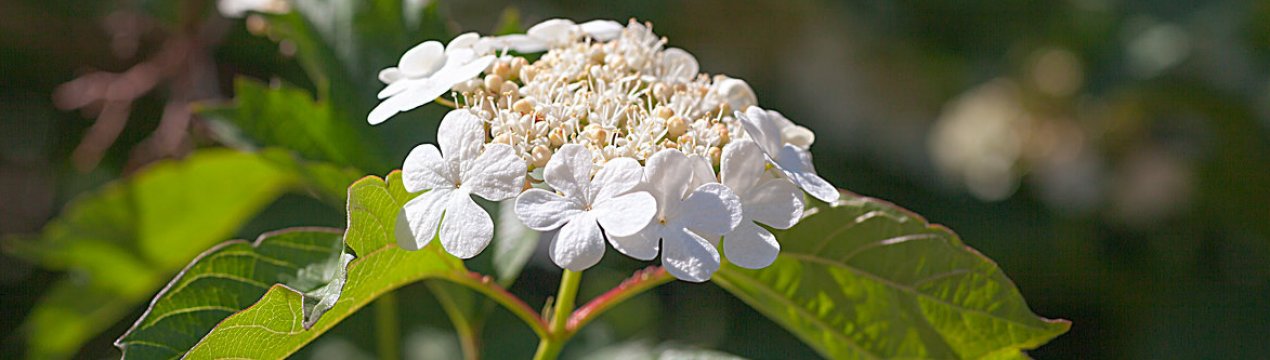 Лікувальні властивості і протипоказання квіток калини