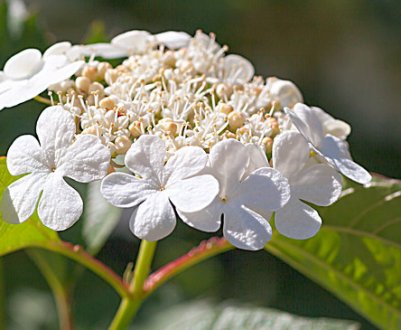 Лікувальні властивості і протипоказання квіток калини