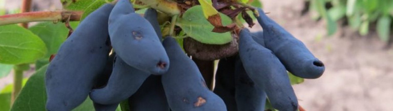 Жимолость їстівна Обраниця — основні характеристики