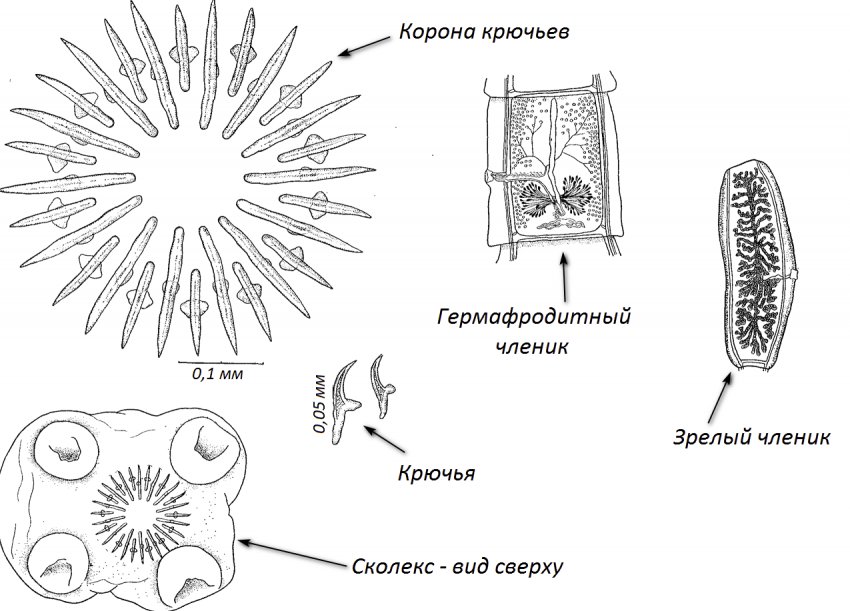 Мультицепс