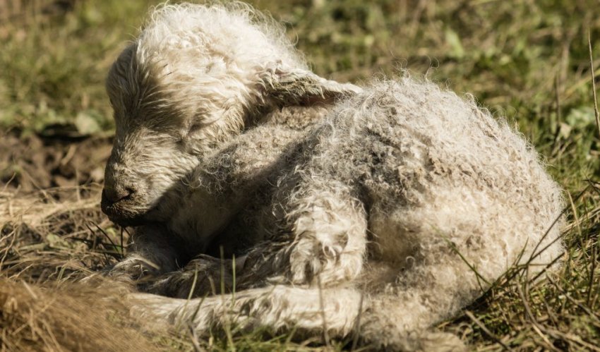 Ценуроз у ягняти