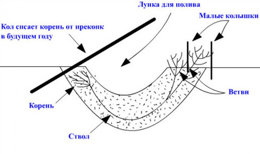 Жимолость схема посадки кустов