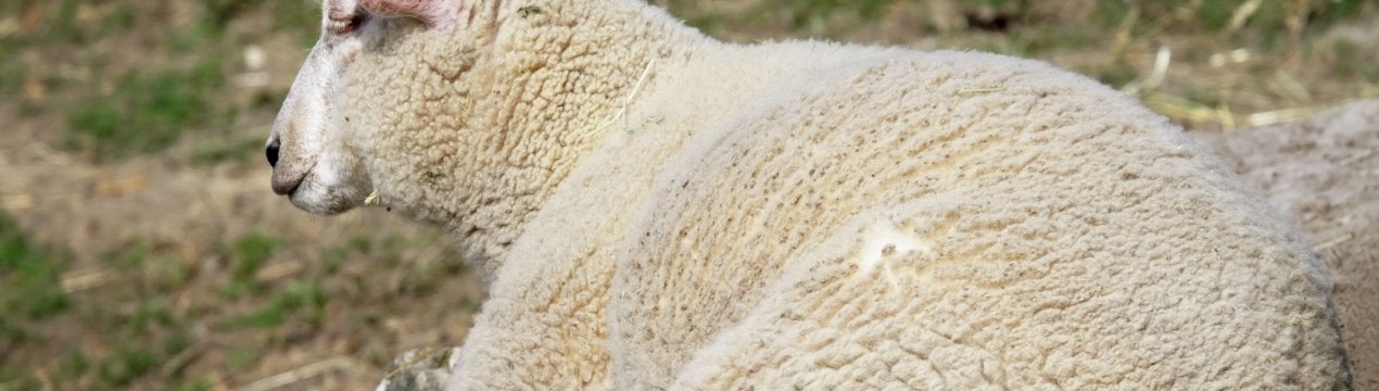 Як діагностувати та вилікувати мозговик овечий, профілактика хвороби