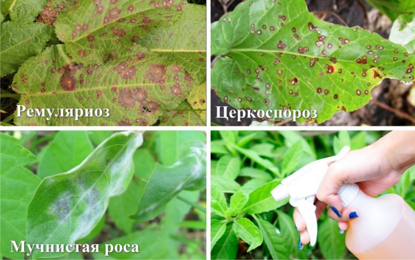 Хвороби жимолості