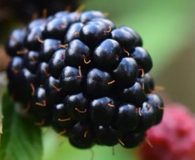 Особливості вирощування ожини сорти Блек Меджік (Чорна магія, Black Magic)