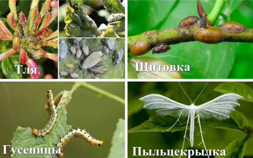 Шкідники жимолості