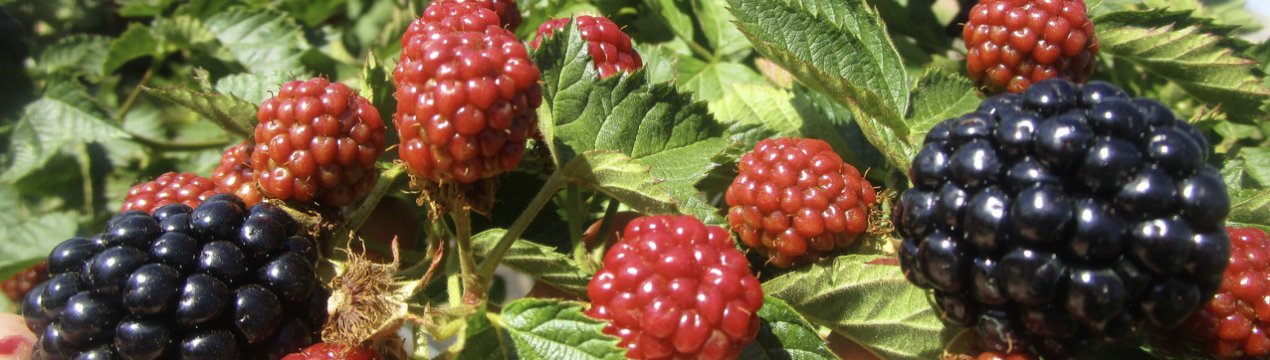 Сорт ежевики астерина форум. . Сорт ежевики астерина форум фото. Сорт ежевики астерина форум-. картинка Сорт ежевики астерина форум. картинка . Добавить в избранное
