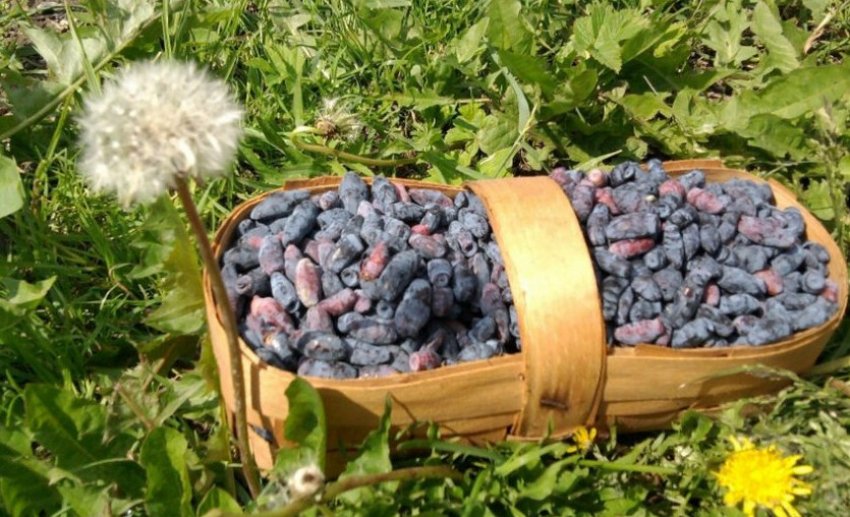 Збір врожаю жимолості