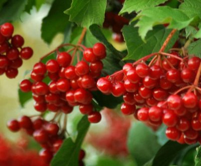 Розмноження живцями калини