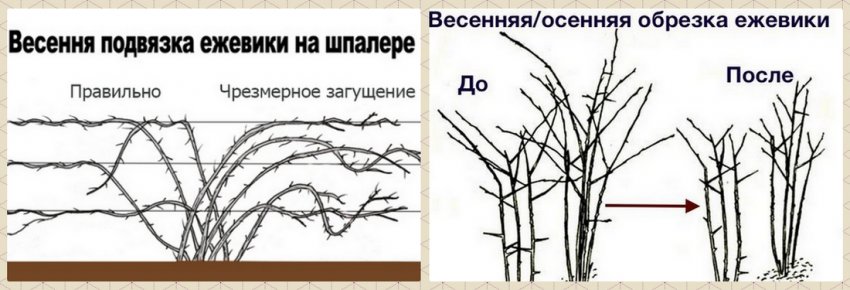 Размножение ремонтантной ежевики черная магия. 100415.pu68mo.850. Размножение ремонтантной ежевики черная магия фото. Размножение ремонтантной ежевики черная магия-100415.pu68mo.850. картинка Размножение ремонтантной ежевики черная магия. картинка 100415.pu68mo.850. Судя по отзывам на специализированных форумах, любителей ремонтантных сортов малины и ежевики становится с каждым годов всё больше и уже никого не пугает, что «ремонтанты» требуют особой агротехники в содержании и уходе. Если ягод много, они крупные и вкусные, значит, сорт стоит того, чтобы уделять ему повышенное внимание. Одной из лучших ремонтантных разновидностей ежевики по праву считается Блэк Мэджик или по русски — Черная Магия: сортамент, о котором и пойдет речь в данной статье.