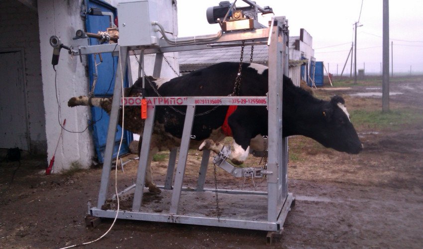 Верстат для обробки, фіксації та обрізки копит ВРХ Верстат для обробки, фіксації та обрізки копит ВРХ