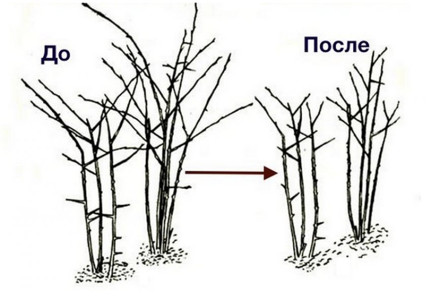 Сорт ежевики астерина форум. 100421.pu68tc.850. Сорт ежевики астерина форум фото. Сорт ежевики астерина форум-100421.pu68tc.850. картинка Сорт ежевики астерина форум. картинка 100421.pu68tc.850. Добавить в избранное