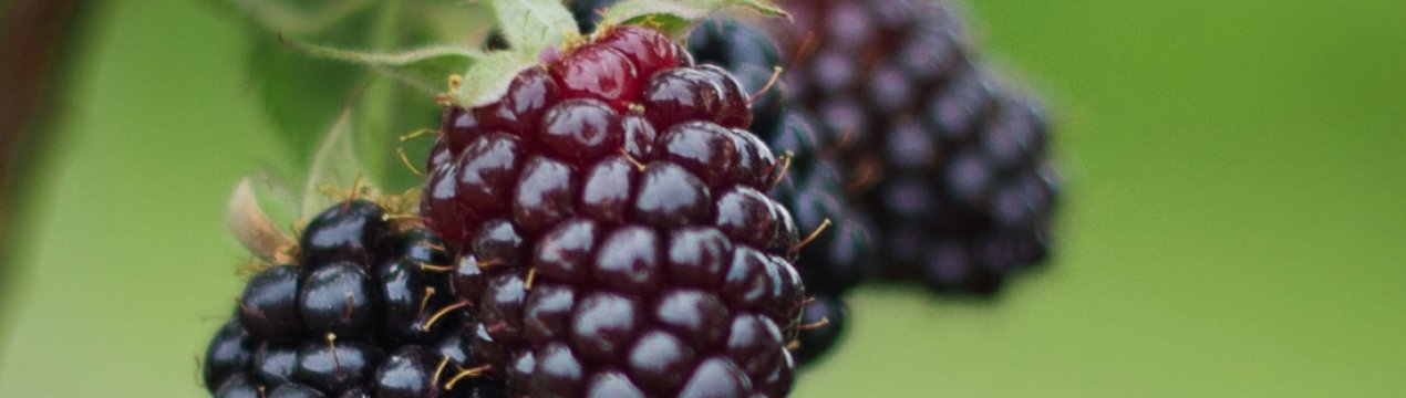 Характеристика та особливості вирощування ожини сорти Блек Даймонд (Black Diamond)