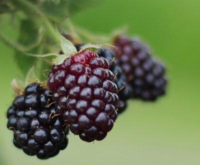 Характеристика та особливості вирощування ожини сорти Блек Даймонд (Black Diamond)