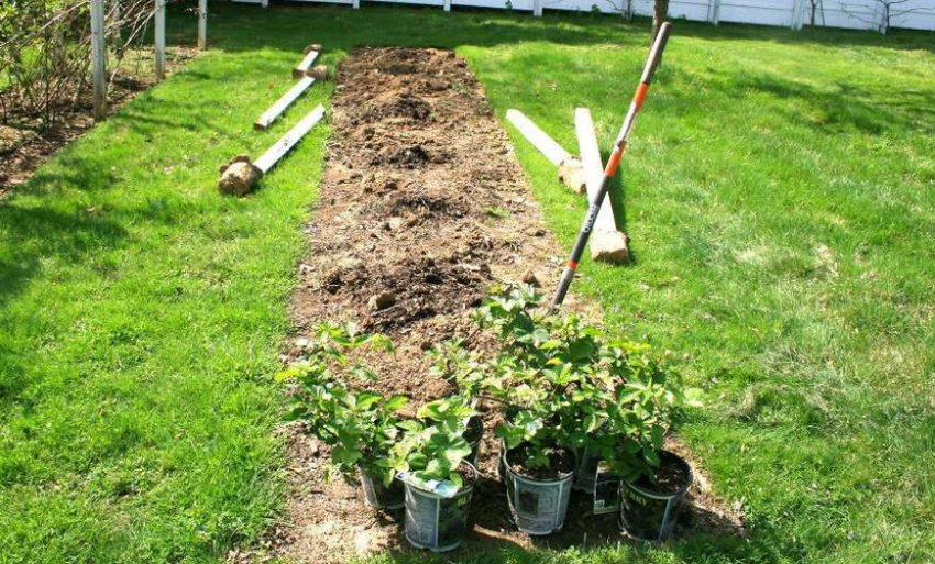 Місце для посадки ожини