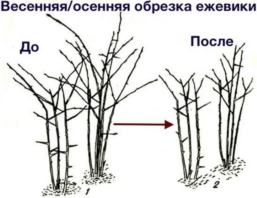 Обрізка ожини