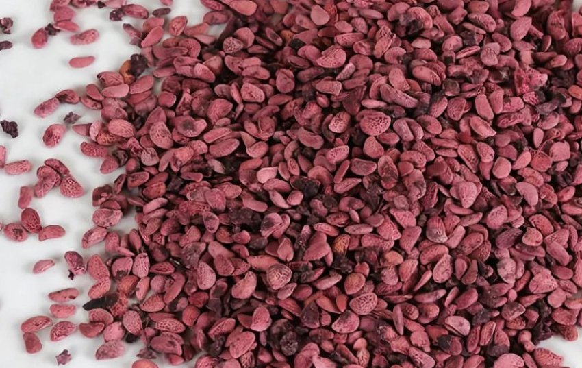 Насіння ожини