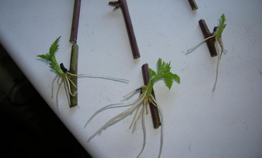 Кореневі відростки ожини