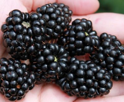 Характеристика ожини Блек Сатин (Black Satin), як посадити, врожайність