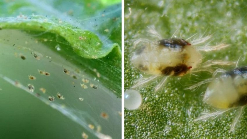 Кліщі на малині