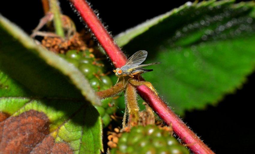 Стеблова малинная галиця