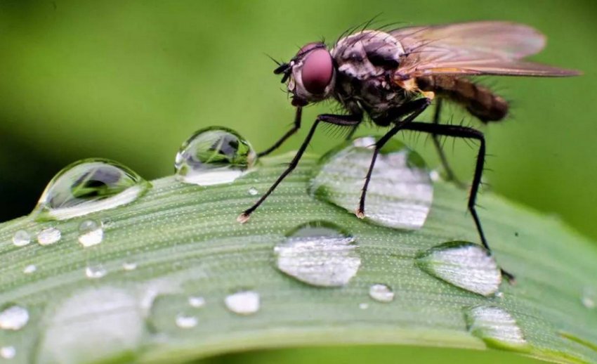 Стеблова муха