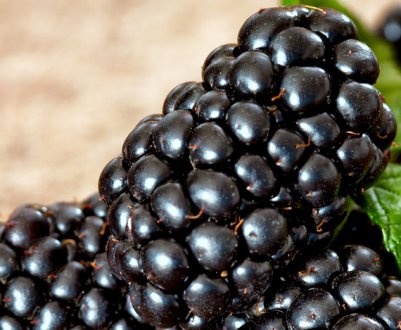 Характеристика та особливості вирощування ожини Блек Бутте (Блек Бьюті)
