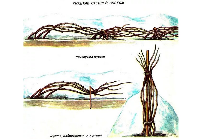 Саженцы ежевика блэк бьюти. 100473.pu6czc.850. Саженцы ежевика блэк бьюти фото. Саженцы ежевика блэк бьюти-100473.pu6czc.850. картинка Саженцы ежевика блэк бьюти. картинка 100473.pu6czc.850. Добавить в избранное