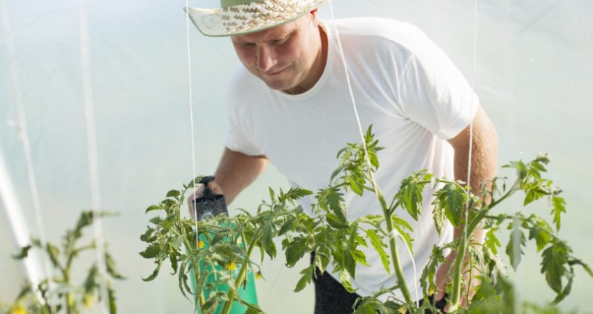 Обробка томатів мідним купоросом Обробка томатів мідним купоросом