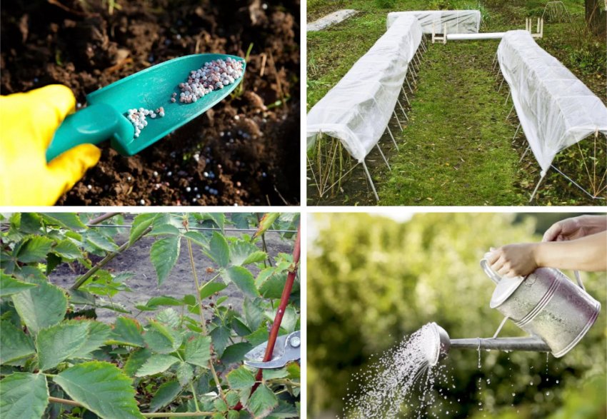 Догляд за ожиною