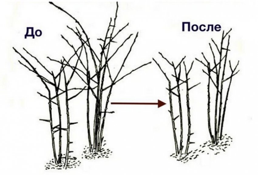 Обрізка ожини Обрізка ожини