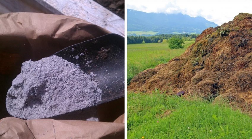 Органічні добрива ожини