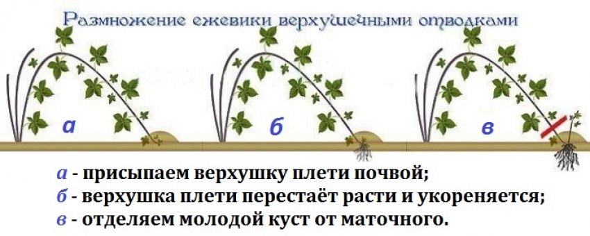Розмноження ожини верхівковими відведеннями Розмноження ожини верхівковими відведеннями
