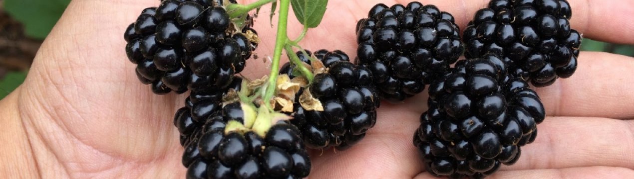 Характеристика та особливості вирощування ожини сорти Вальдо