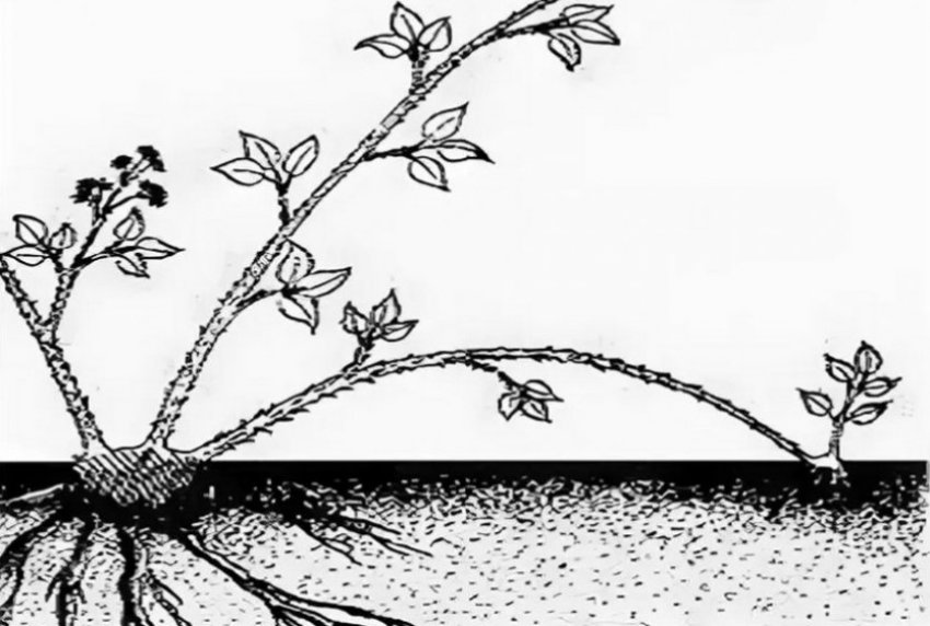 Как размножить ежевику без шипов. Размножение ежевики верхушечными отводками. Корневые черенки малины. Размножение ежевики корневыми отпрысками. Размножение фундука отводками.