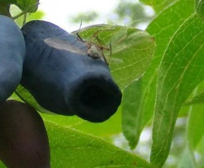Жимолость їстівна середньостигла Лазурит — основні характеристики