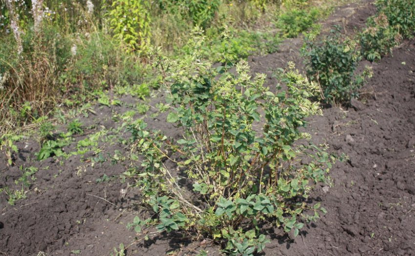 Місце для посадки жимолості