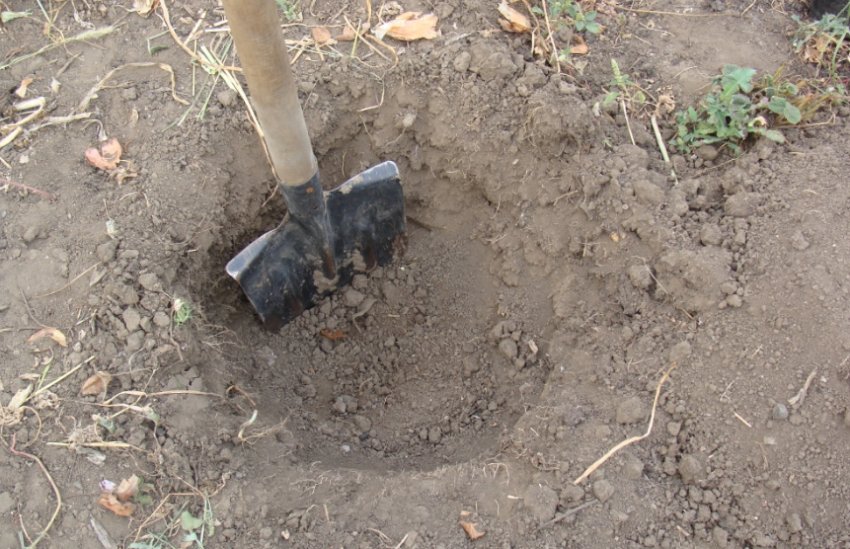 Посадкова яма для жимолості