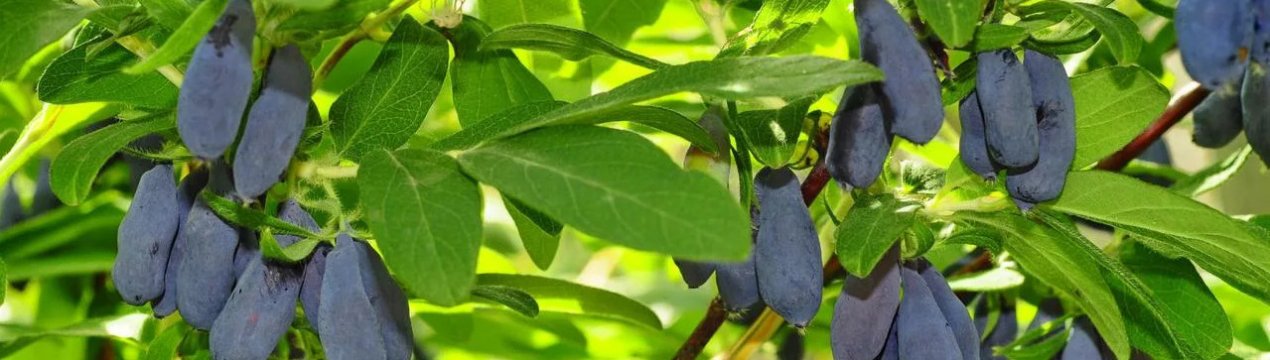 Жимолость їстівна Старт: особливості та характеристики