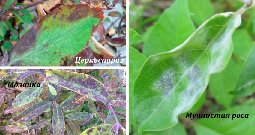 Хвороби жимолості