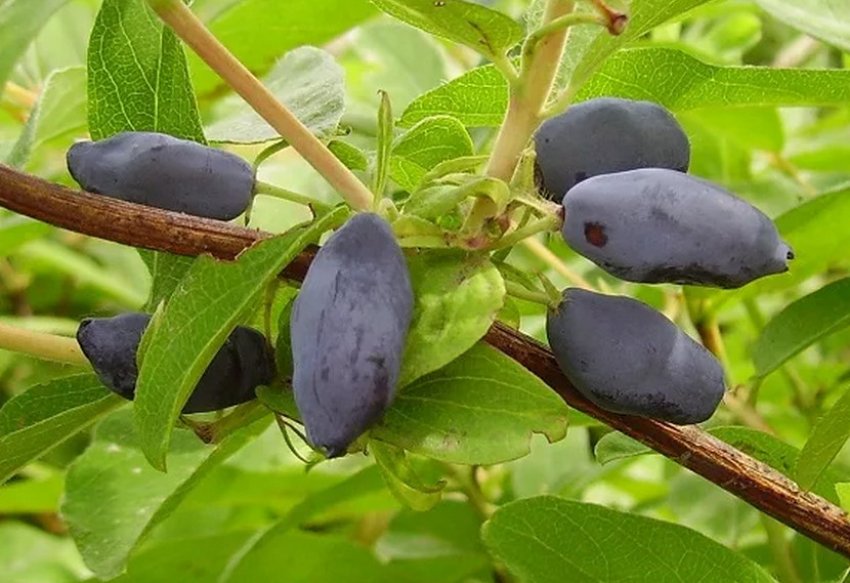 Жимолость Старт