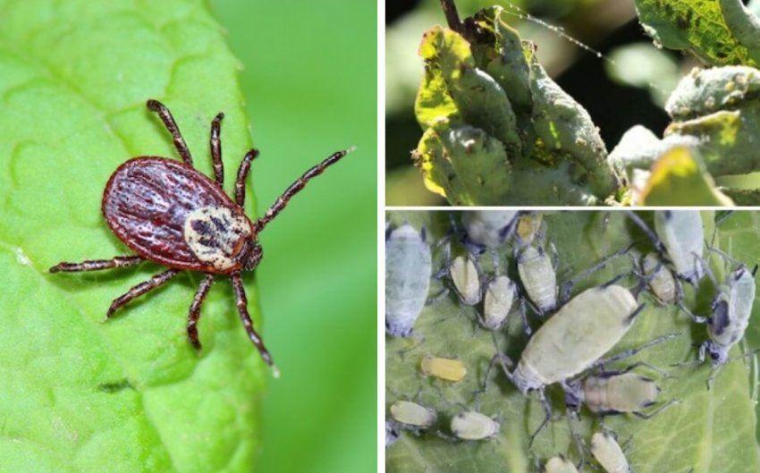 Кліщ і тля на жимолості