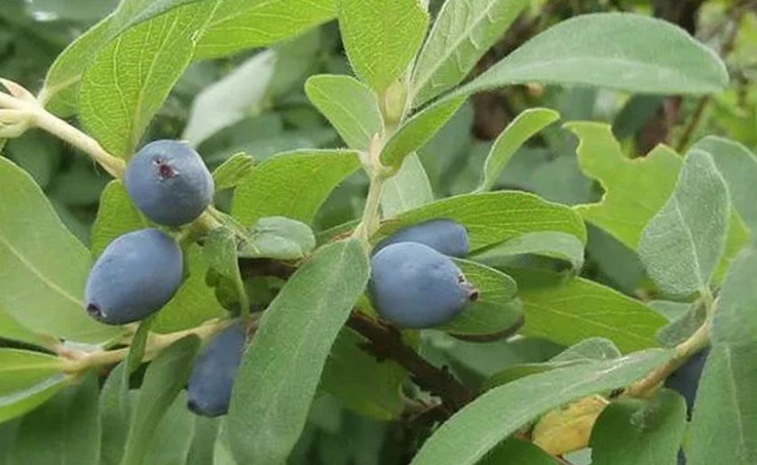 Жимолость Старт