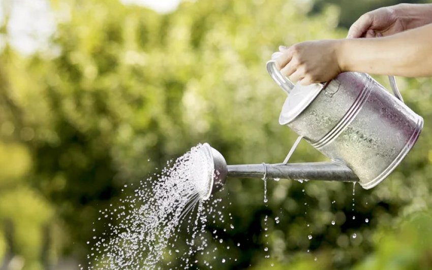 Полив жимолості