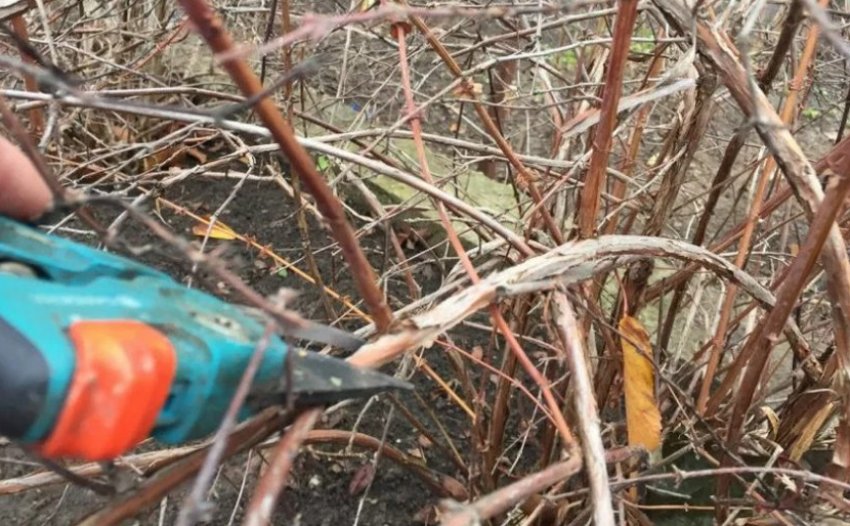 Підготовка жимолості до зими